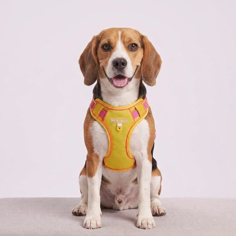 The Perfect Walk Starts with the Right Harness