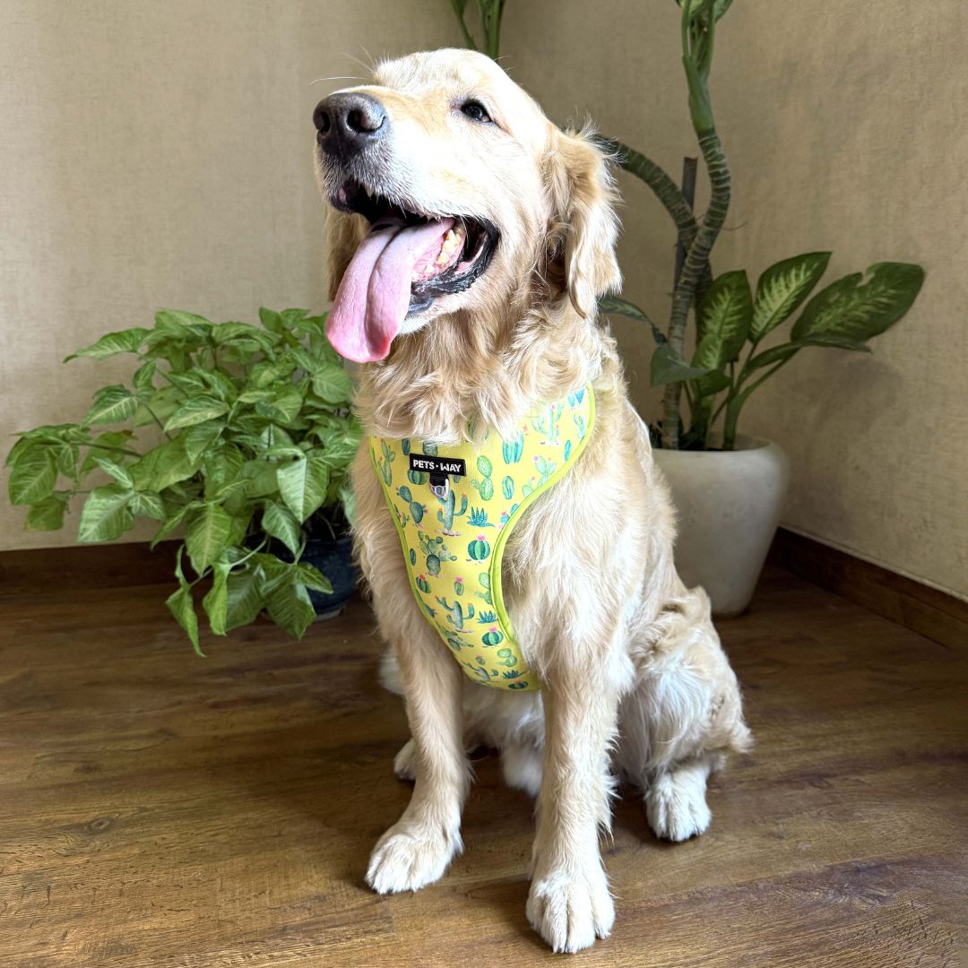 Desert Vest Harness