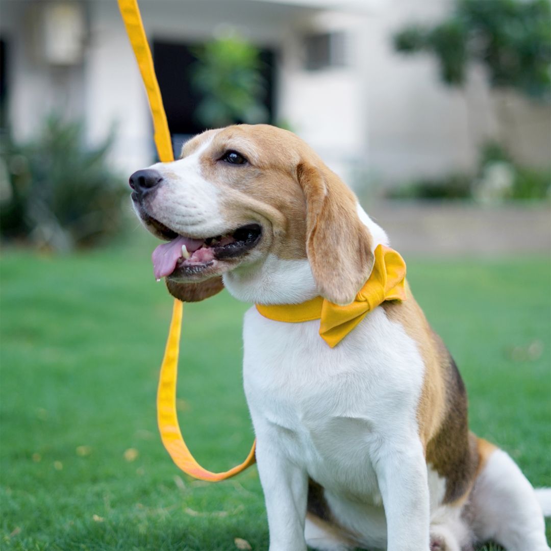 Amber Luxury Velvet Collar & Leash with Bow Tie