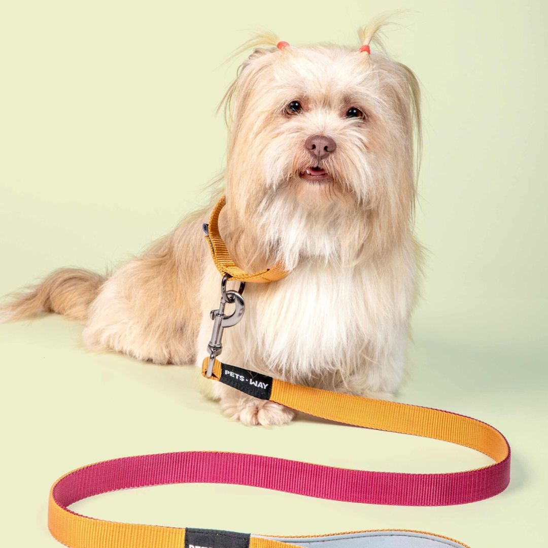 Wine & Honey - Martingale Dog Collar