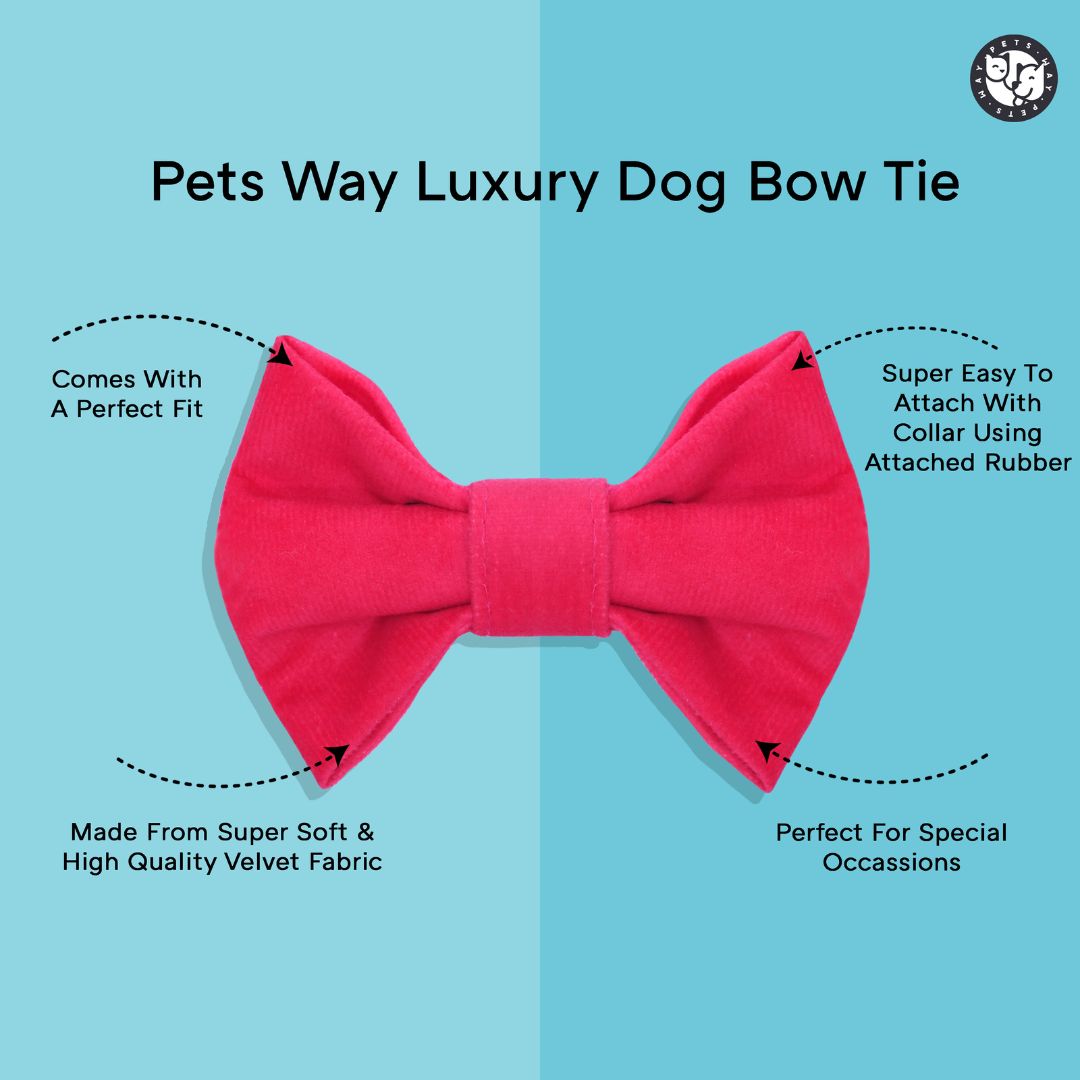 Amber Luxury Velvet Collar & Leash with Bow Tie