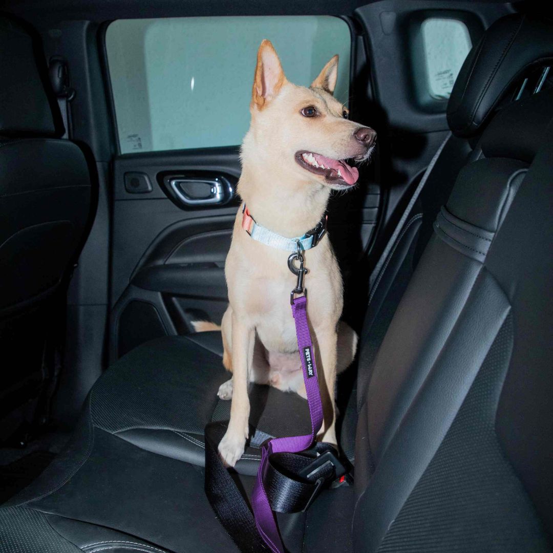 Amethyst Car Seat Belt