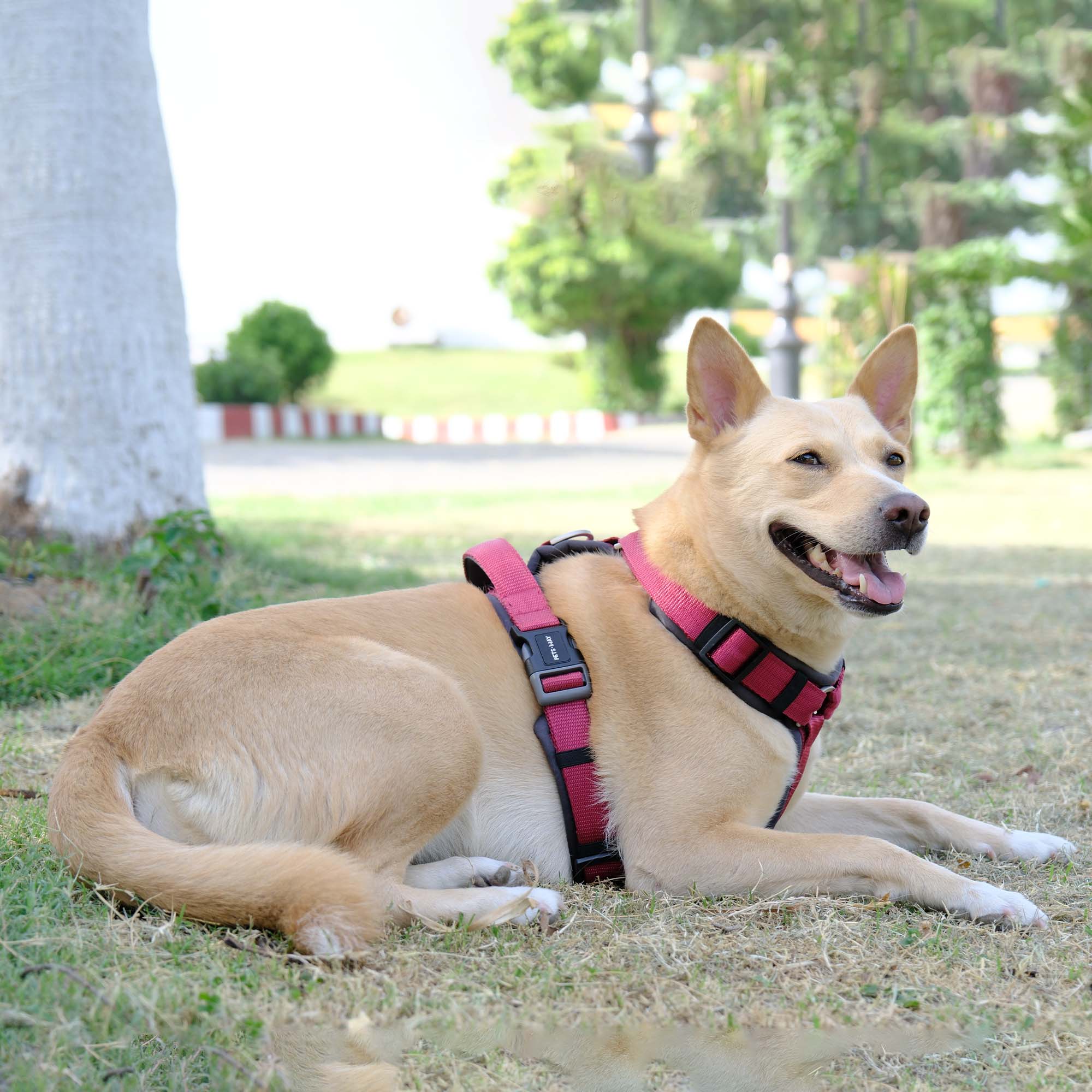WINE ALPHA HARNESS