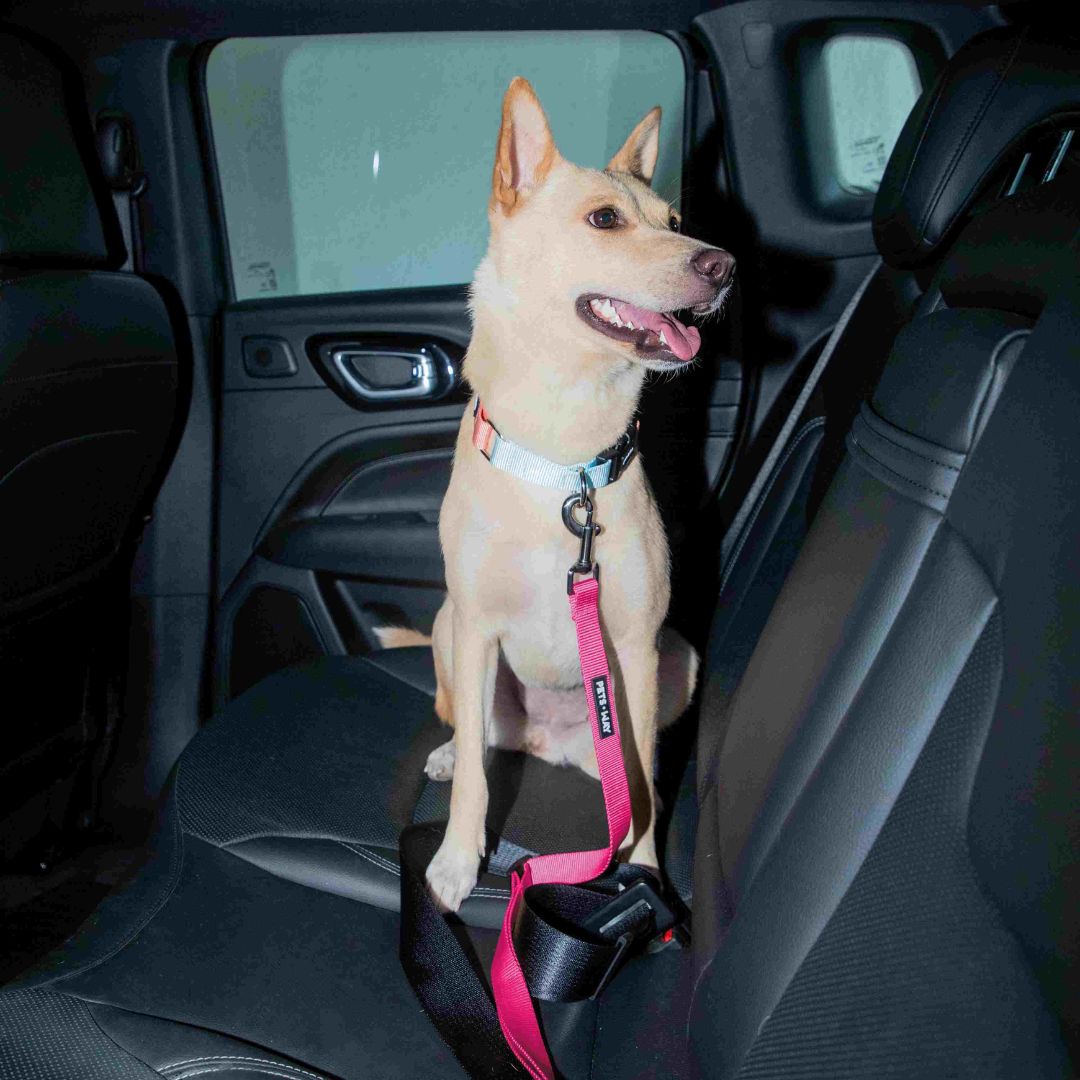 Fuschia Car Seat Belt