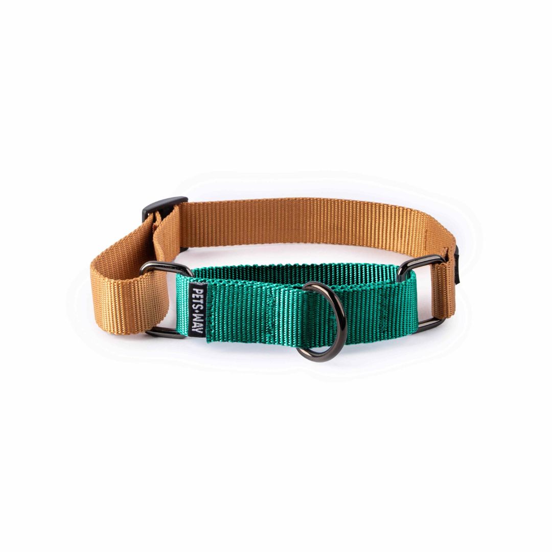 Honey and Emerald Martingale Collar Dog Collar