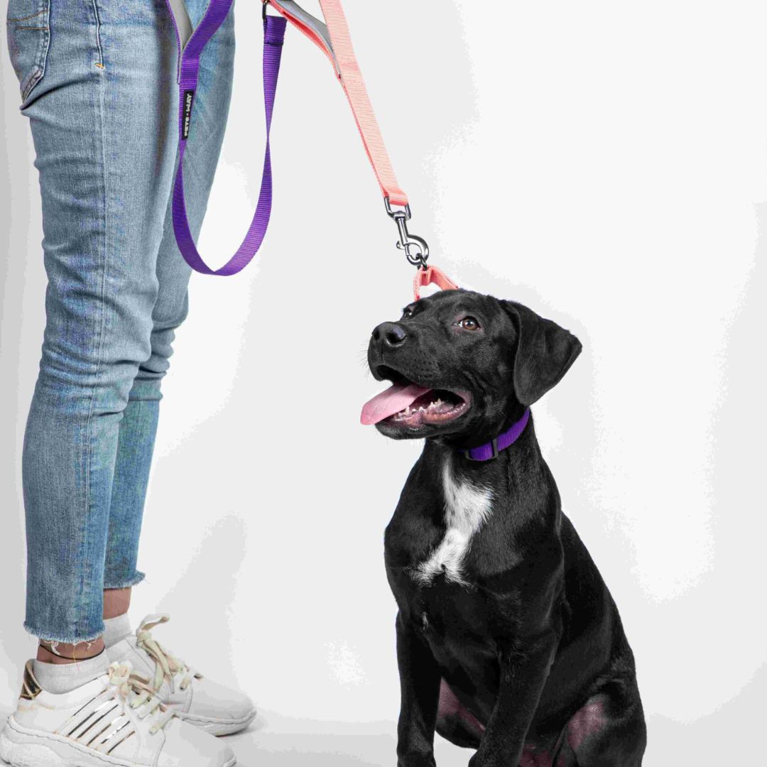 Peach & Amethyst - Traffic / Dual Handle  Leash