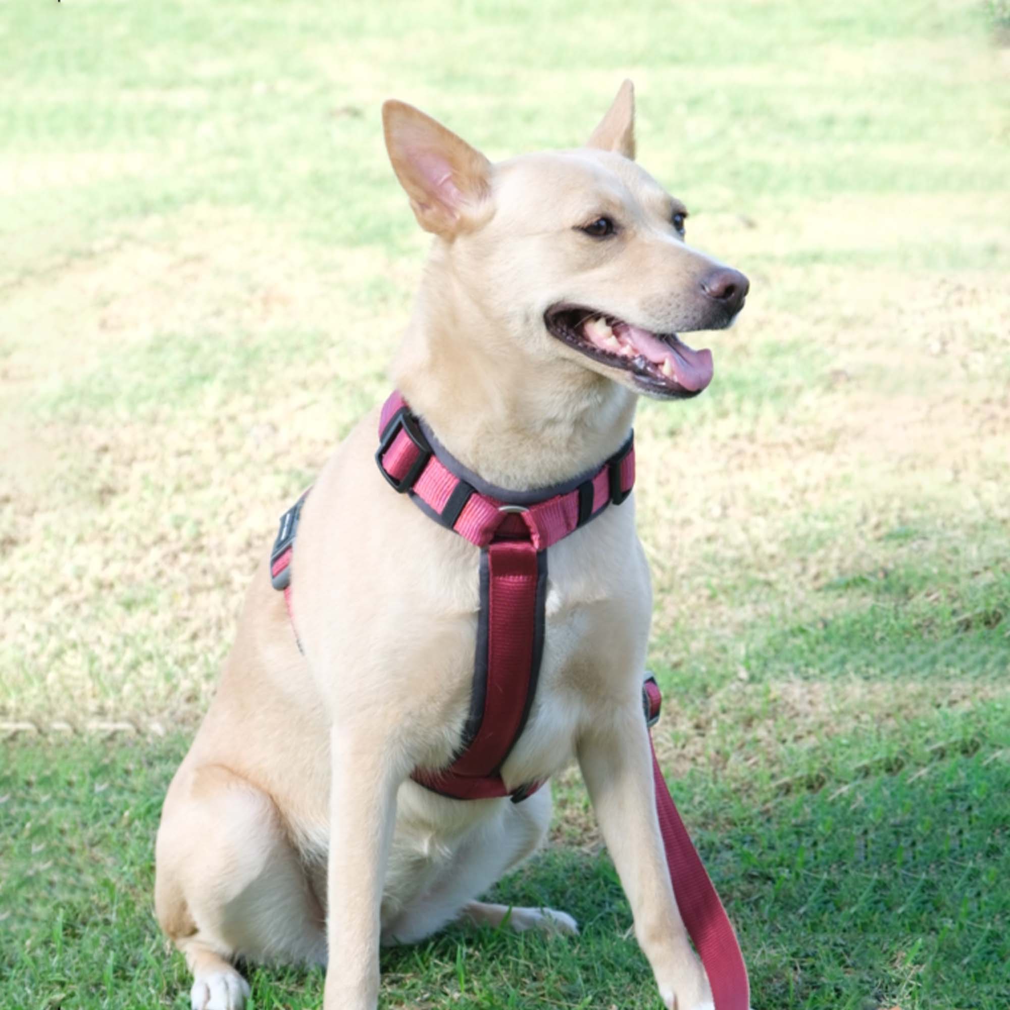 WINE ALPHA HARNESS
