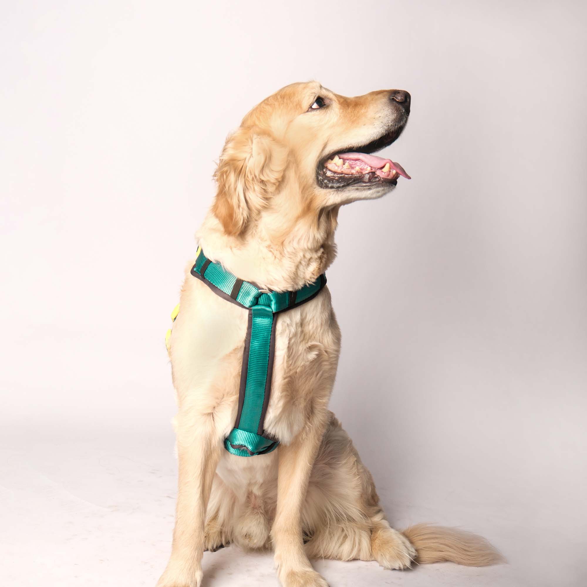 EMERALD ALPHA HARNESS