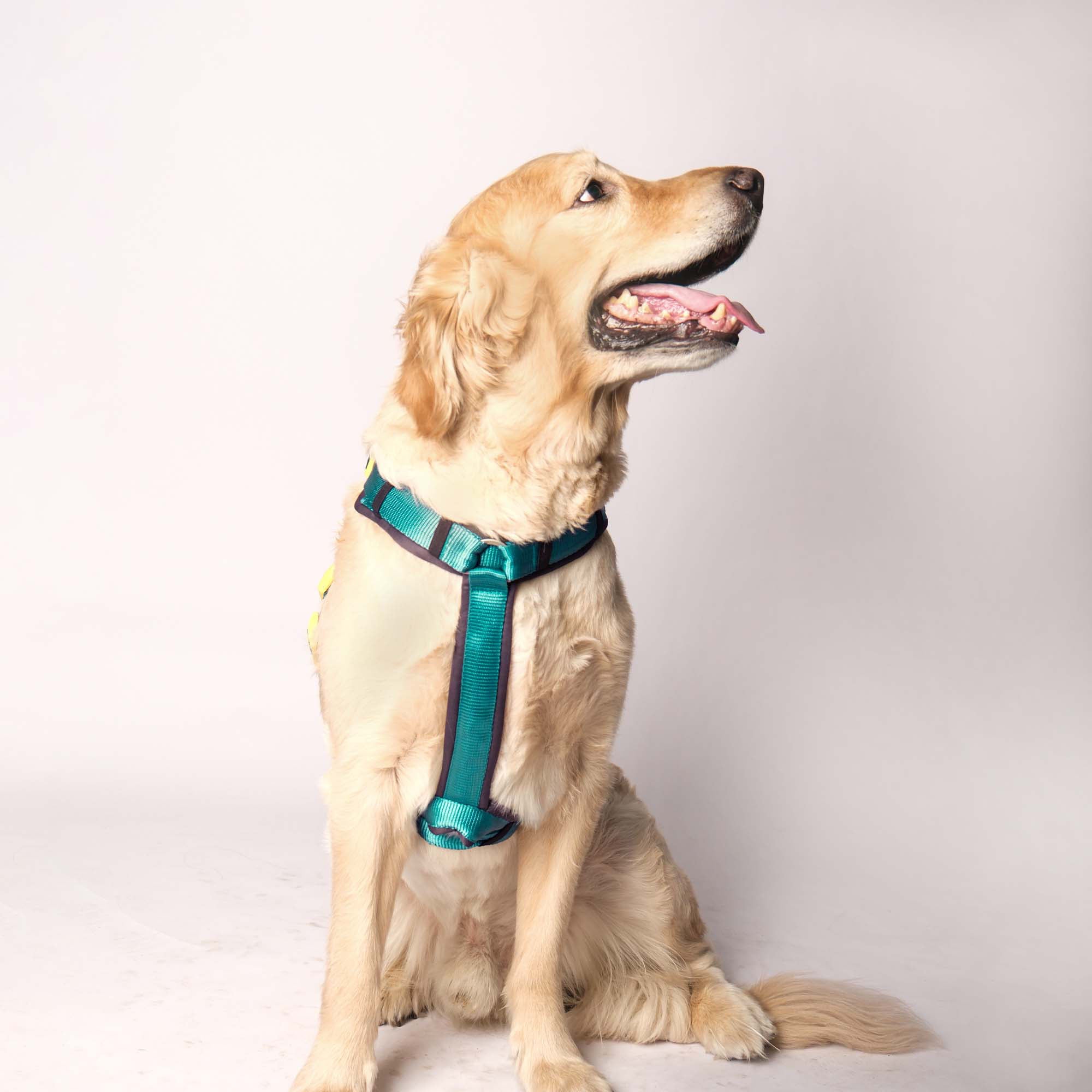 EMERALD ALPHA HARNESS