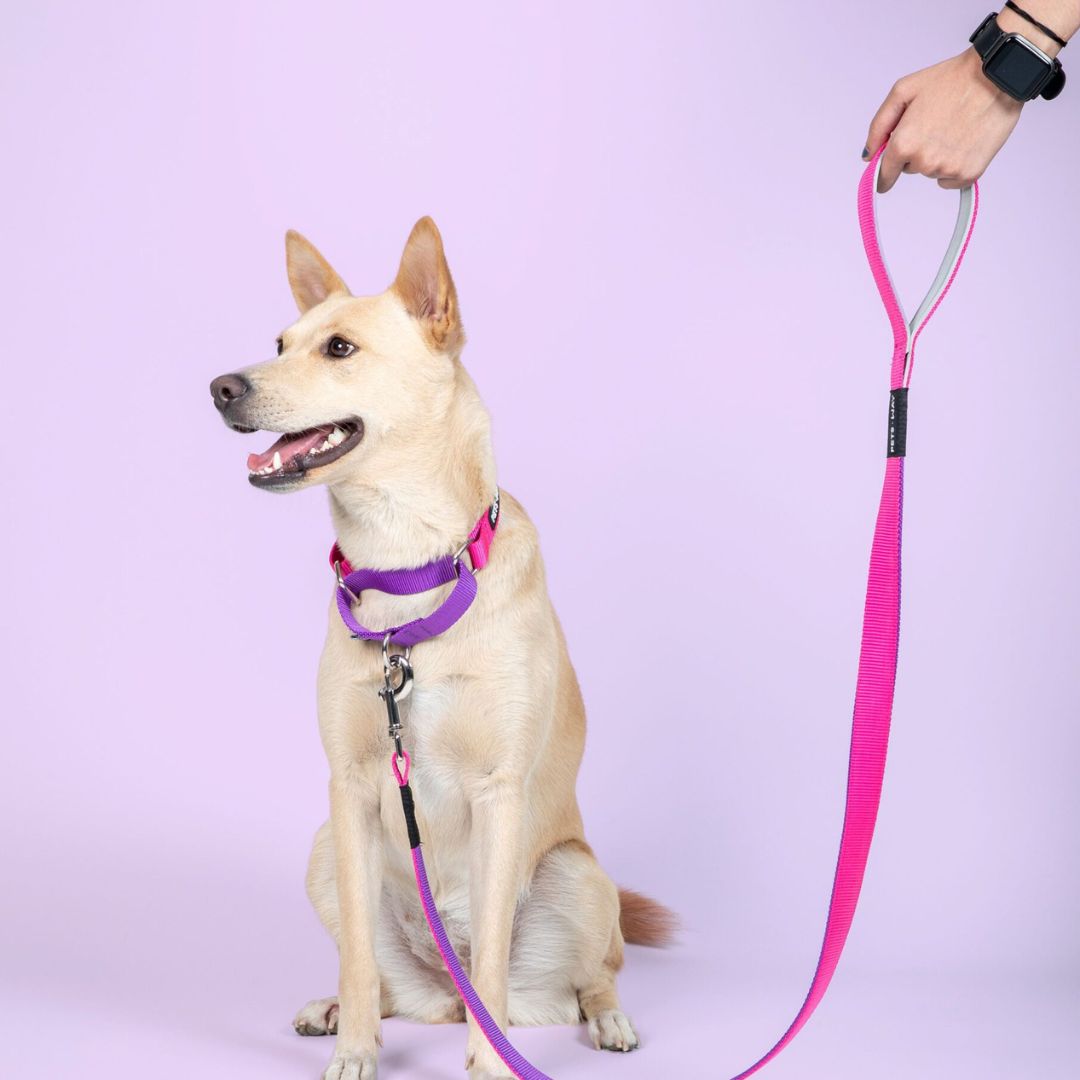 Fuschia & Amethyst - Martingale Dog Collar