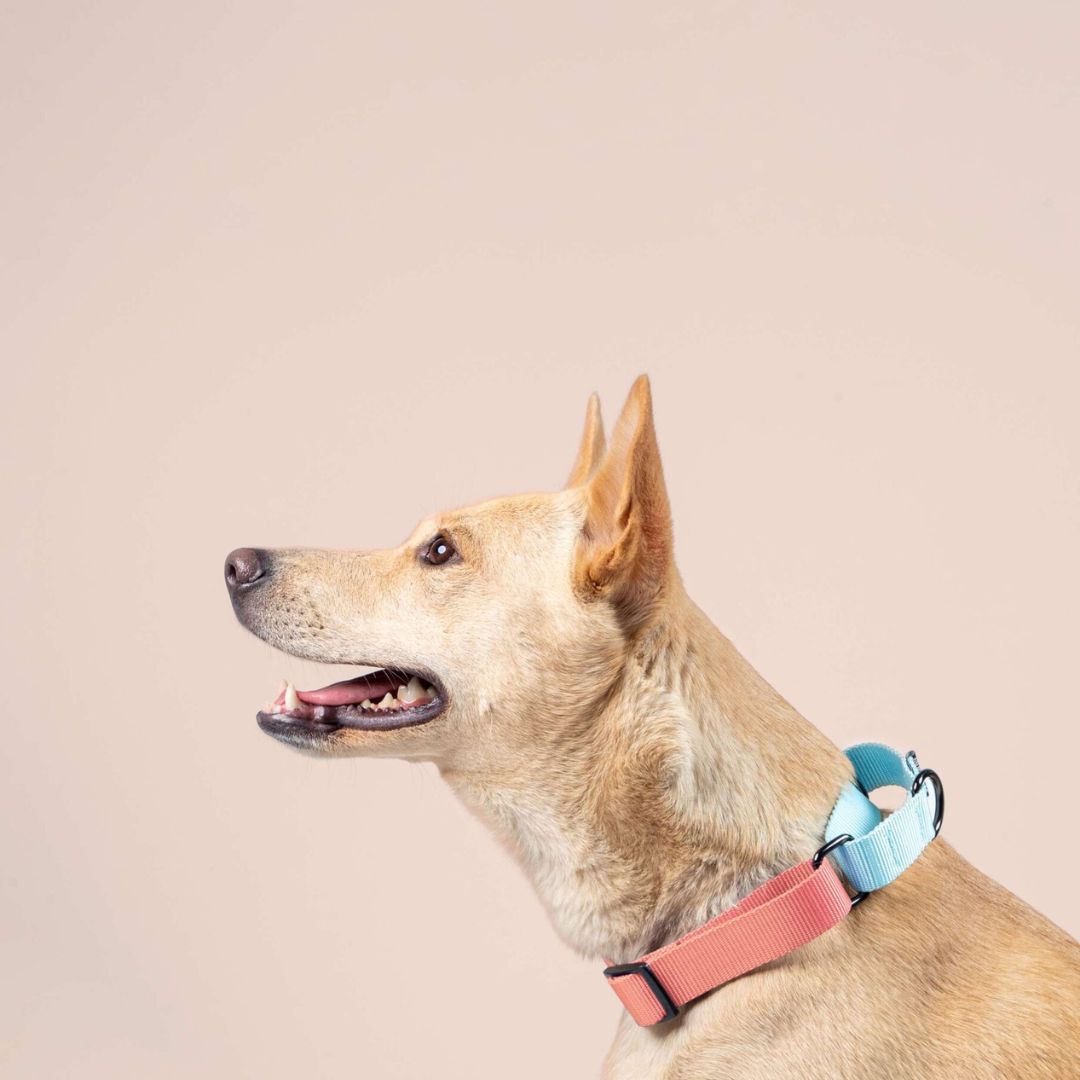 Peach & Sky - Martingale Dog Collar