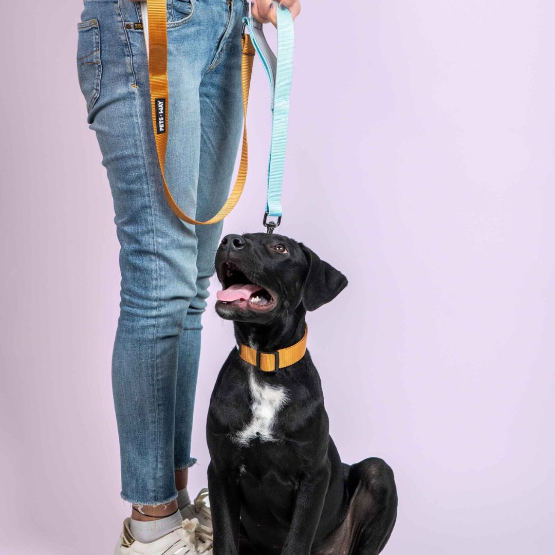 Honey & Sky - Martingale Dog Collar