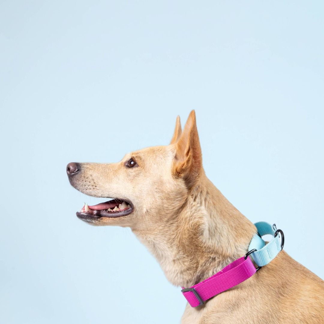 Fuschia & Sky - Martingale Dog Collar