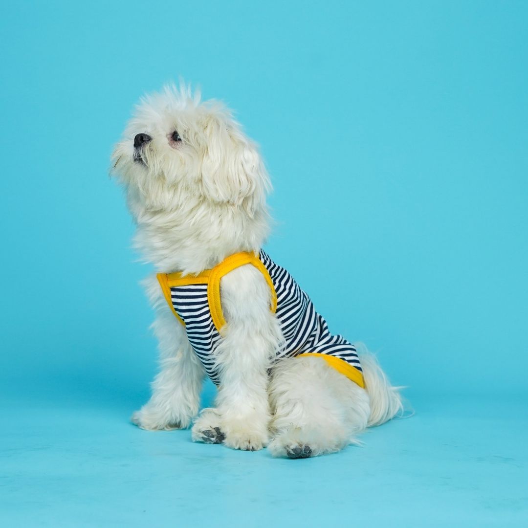 Zebra Dog Vest