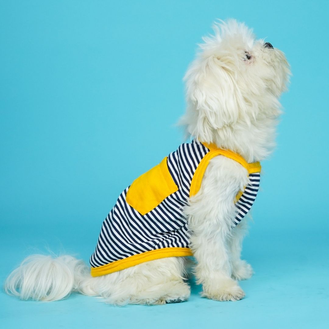 Zebra Dog Vest