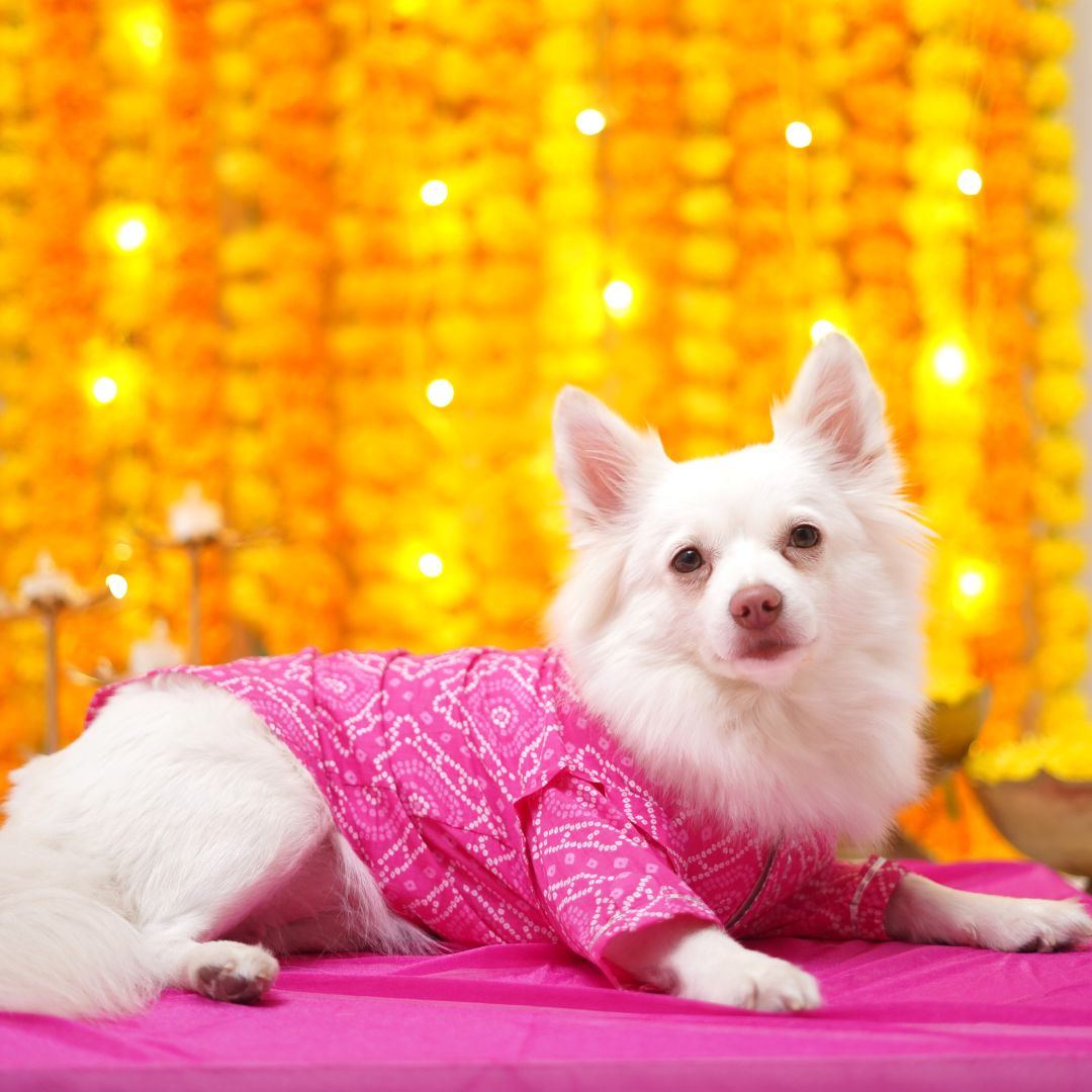 Bandhani - Pink Dog kurta