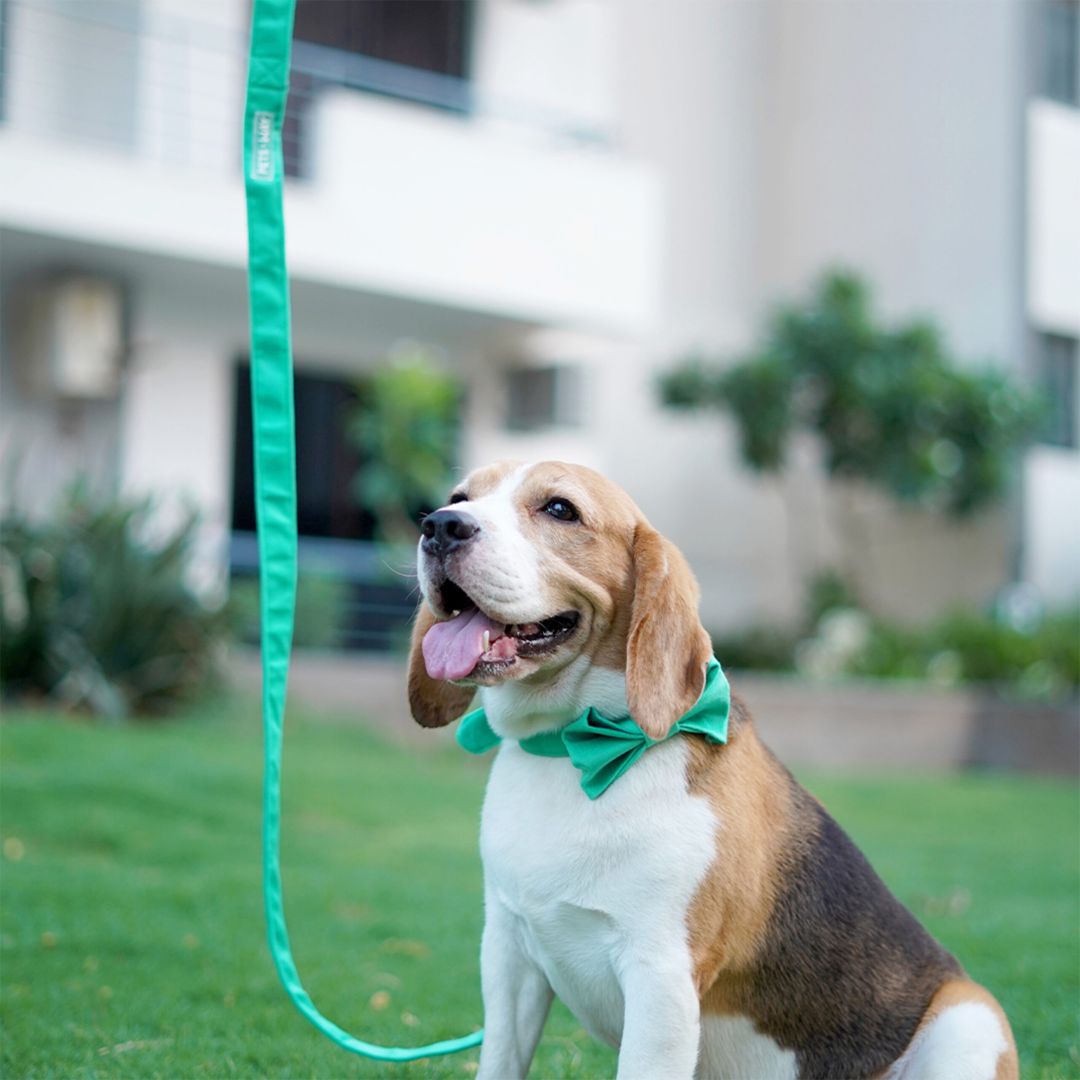 Teal Luxury Velvet Collar & Leash with Bow Tie