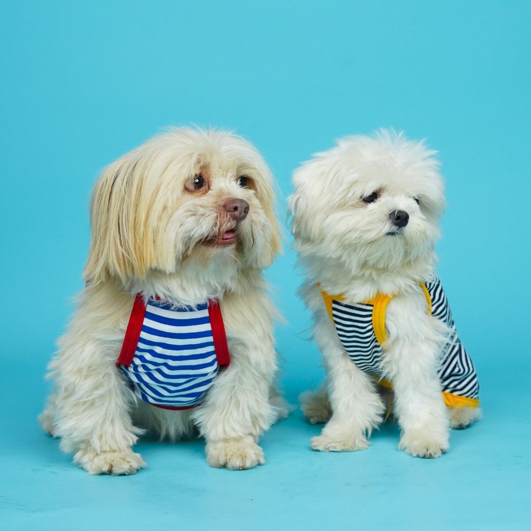 Fetch Dog Vest Combo - Pack of 3