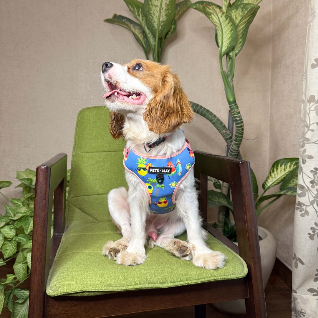 Summer Vest Harness