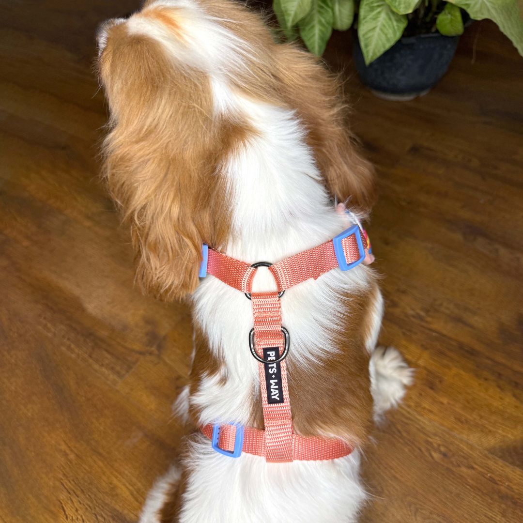 Summer Vest Harness