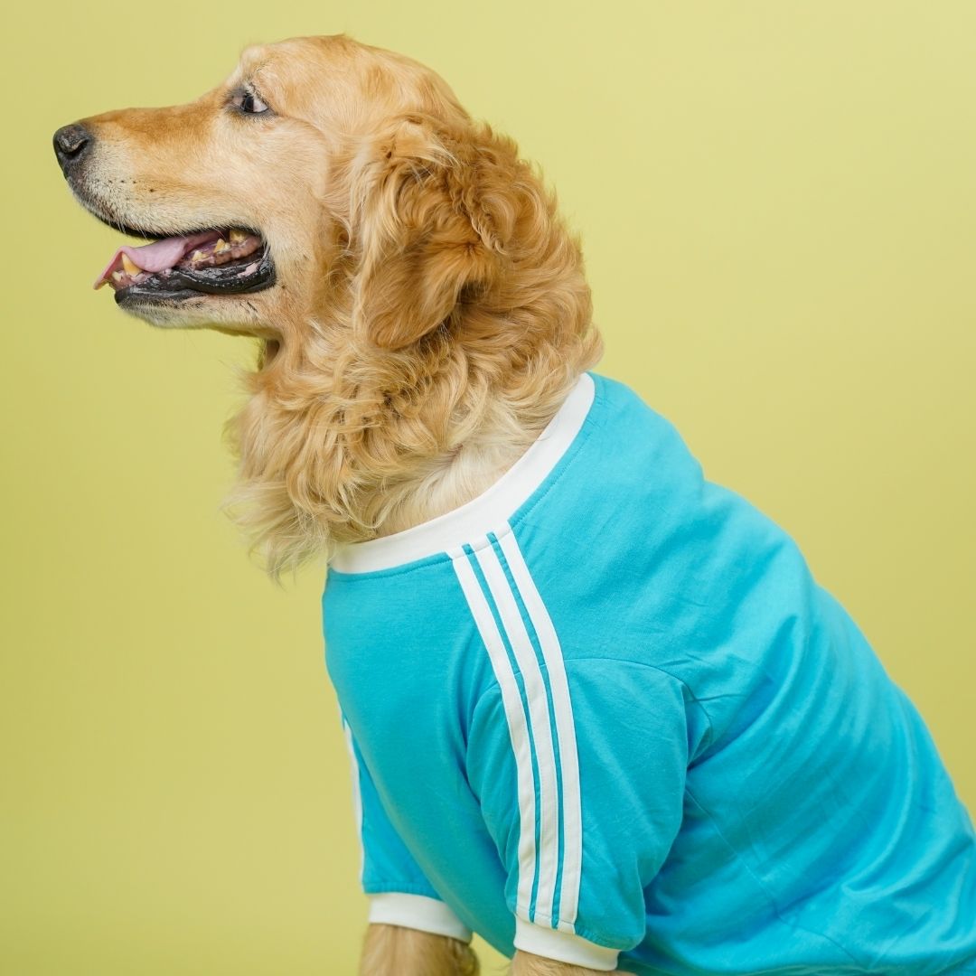Dive In Stripes - Ocean Dog TShirt
