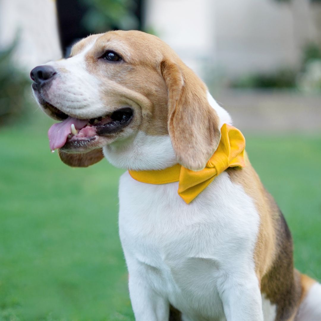 Amber Luxury Velvet Collar & Leash with Bow Tie