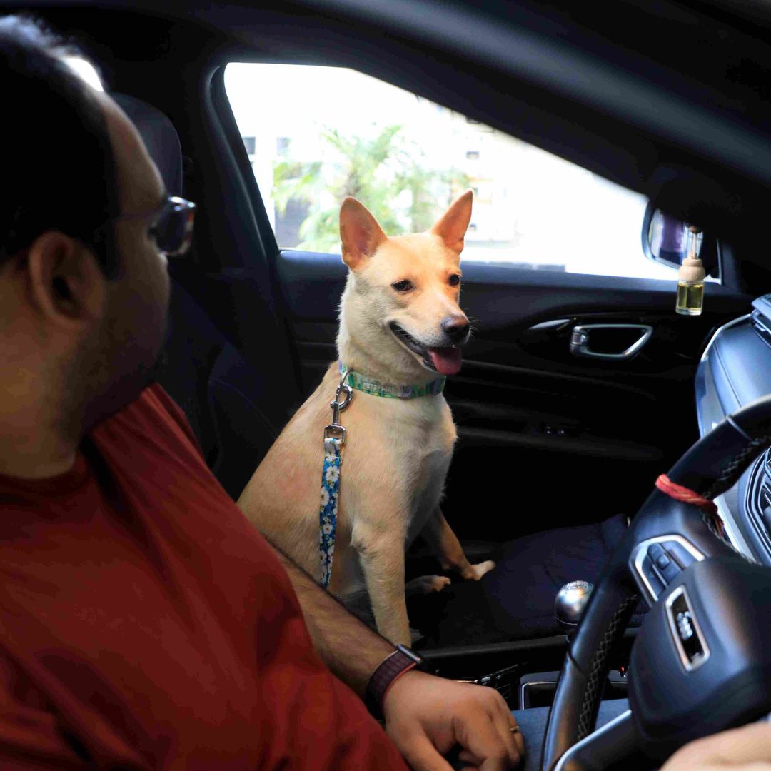 Spring Printed Car Seat Belt