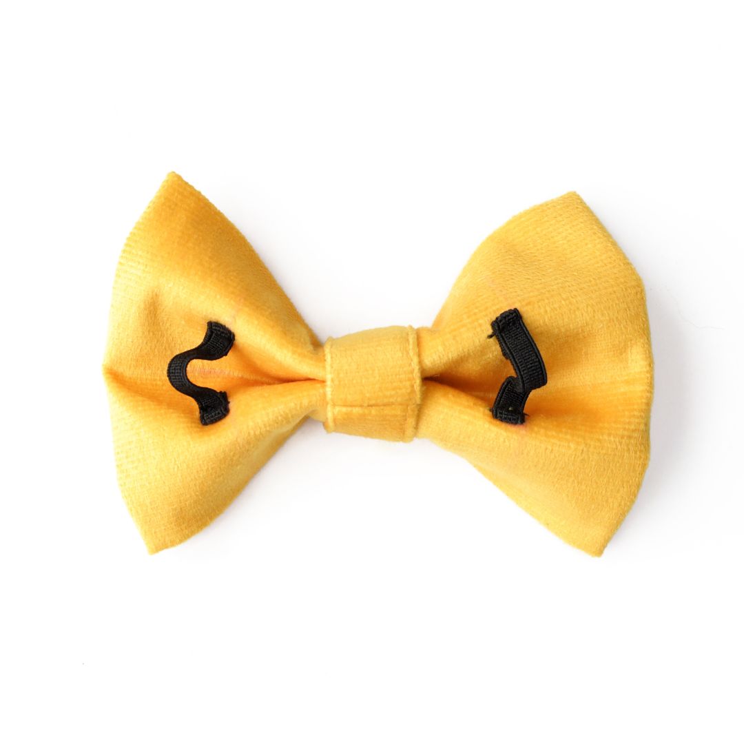 Amber Luxury Velvet Collar & Leash with Bow Tie