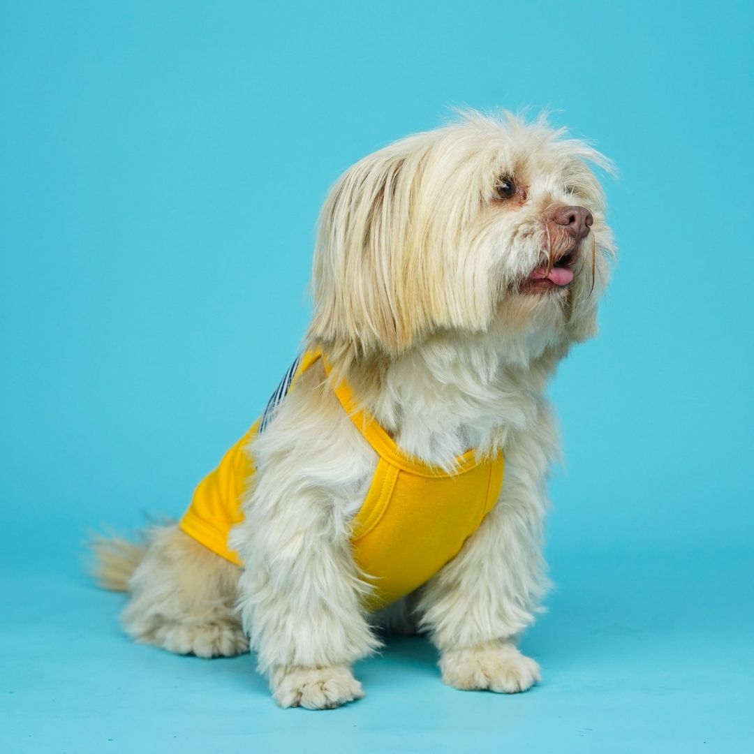Fetch Dog Vest Combo - Pack of 3