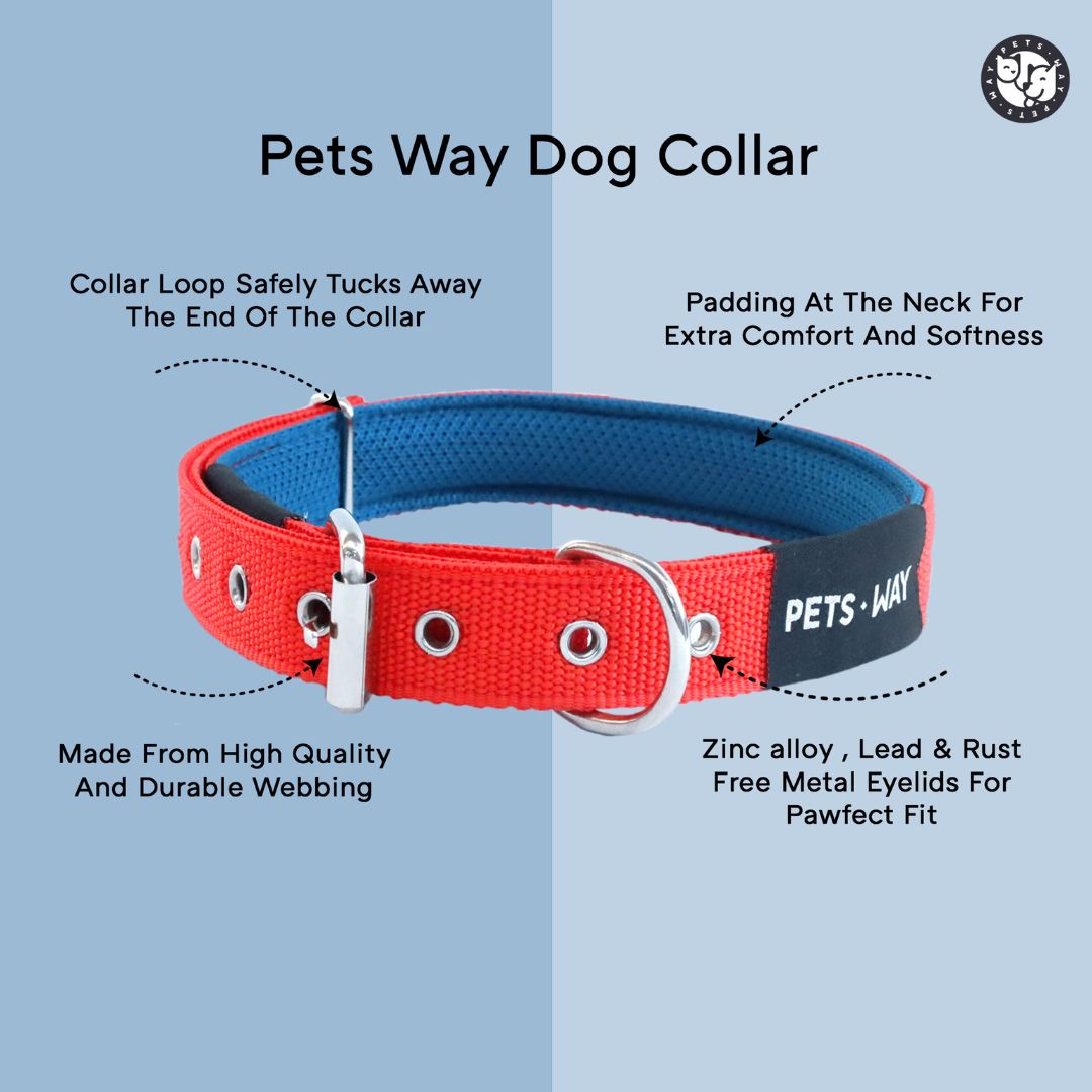 Olive Every Day Dog Collar Leash Set