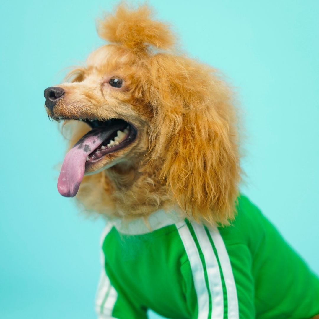Dive In Stripes - Forest Dog TShirt