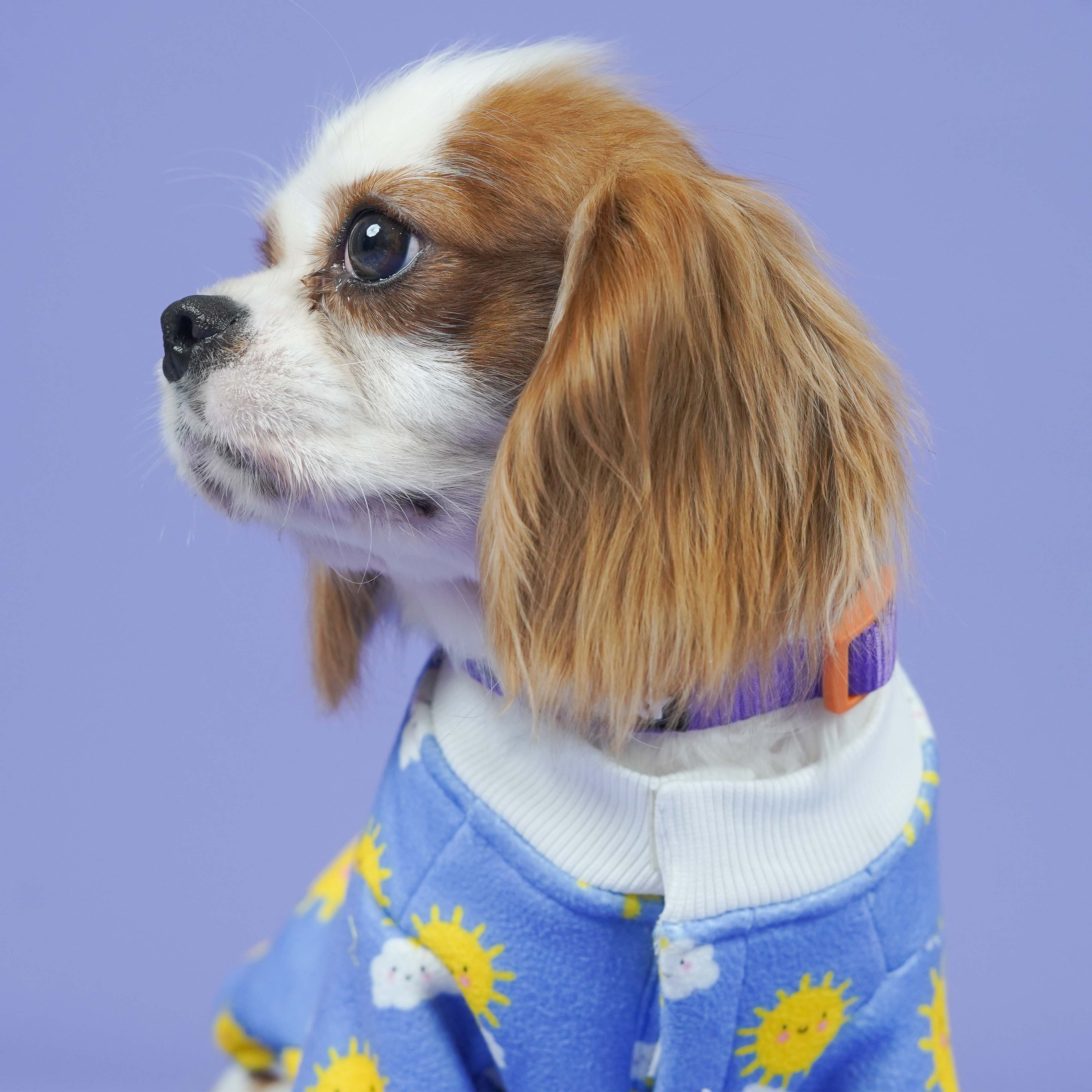 Sunlight Dog Sweatshirt