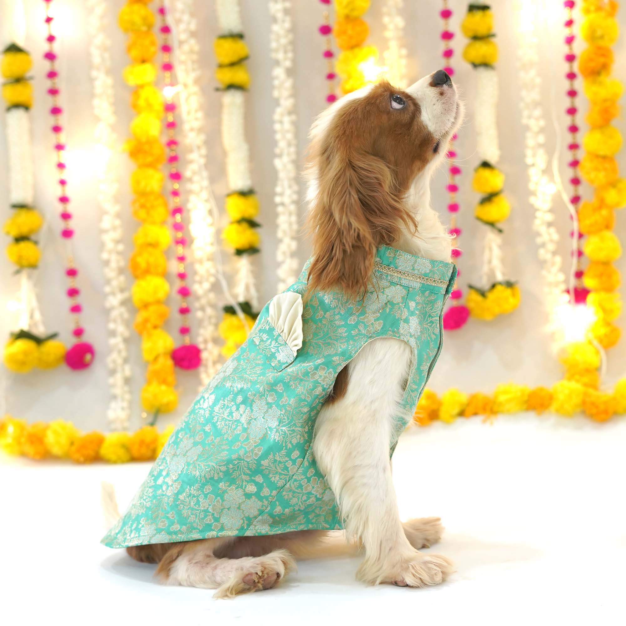 Nawab - Teal Dog kurta