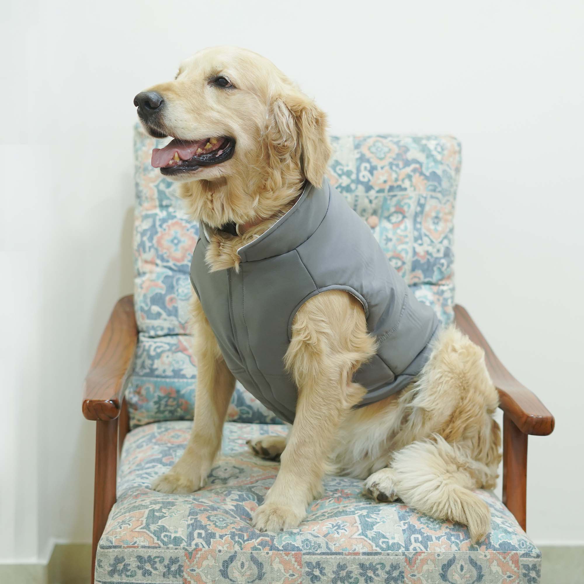 Frost- Grey Dog Jacket