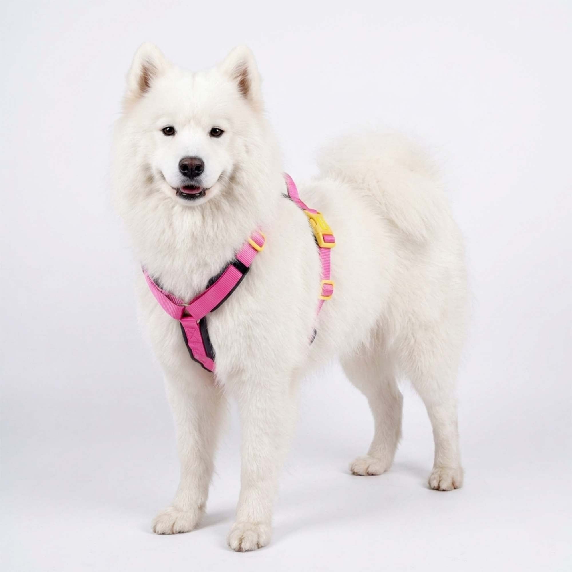 FUCHSIA ALPHA HARNESS