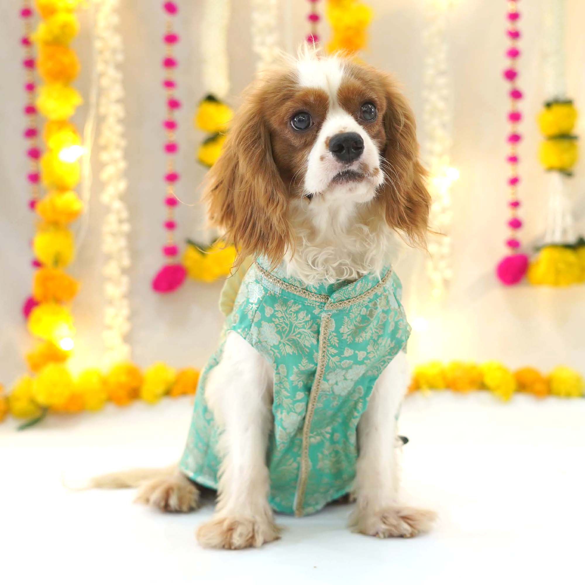 Nawab - Teal Dog kurta
