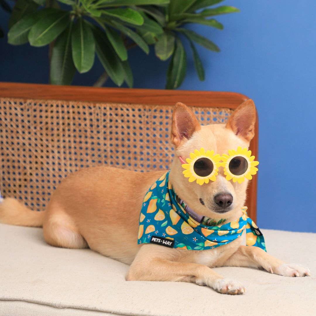 Dog wear Autumn Emerald Bandana-petsway