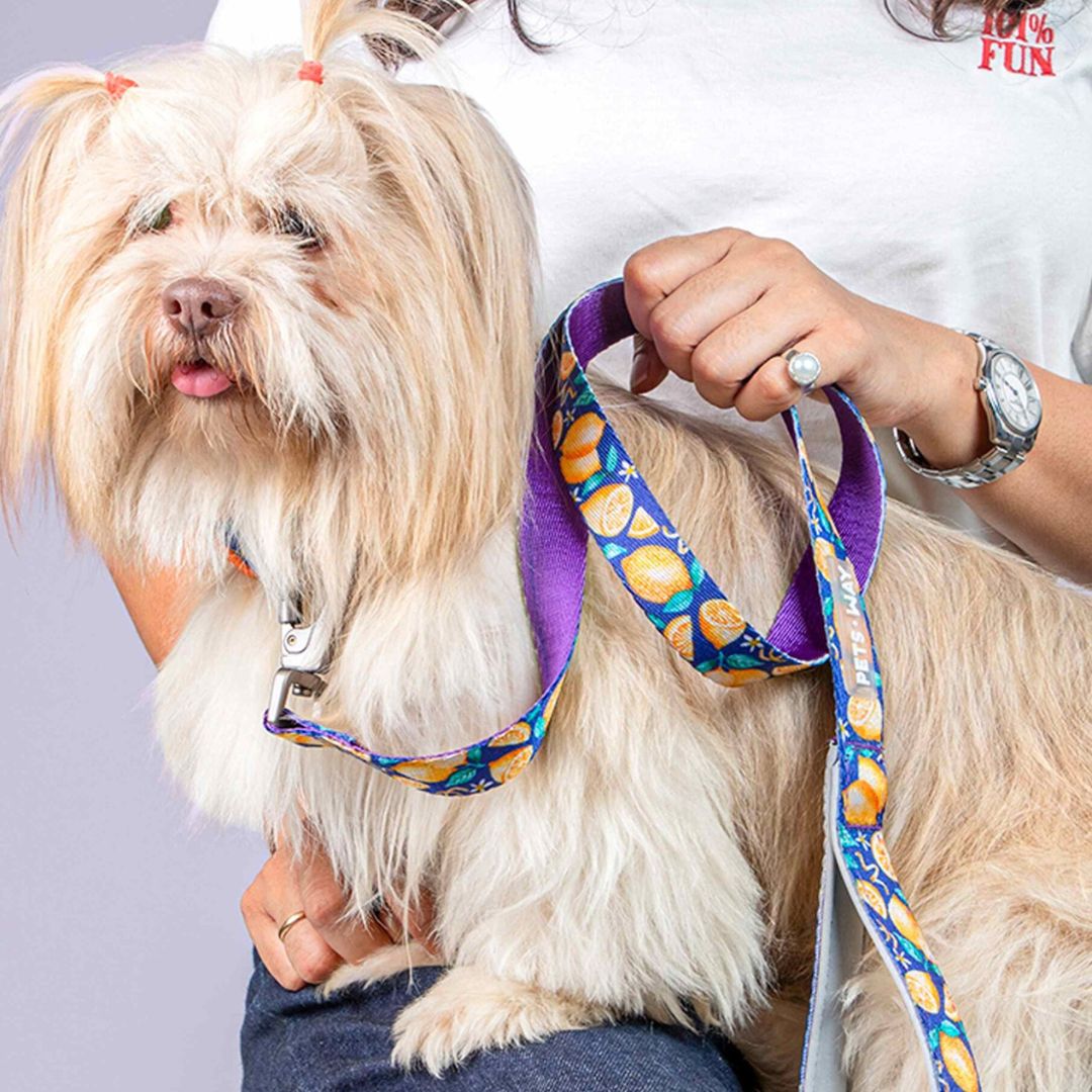 Dog wear Autumn Dog Collar-petsway
