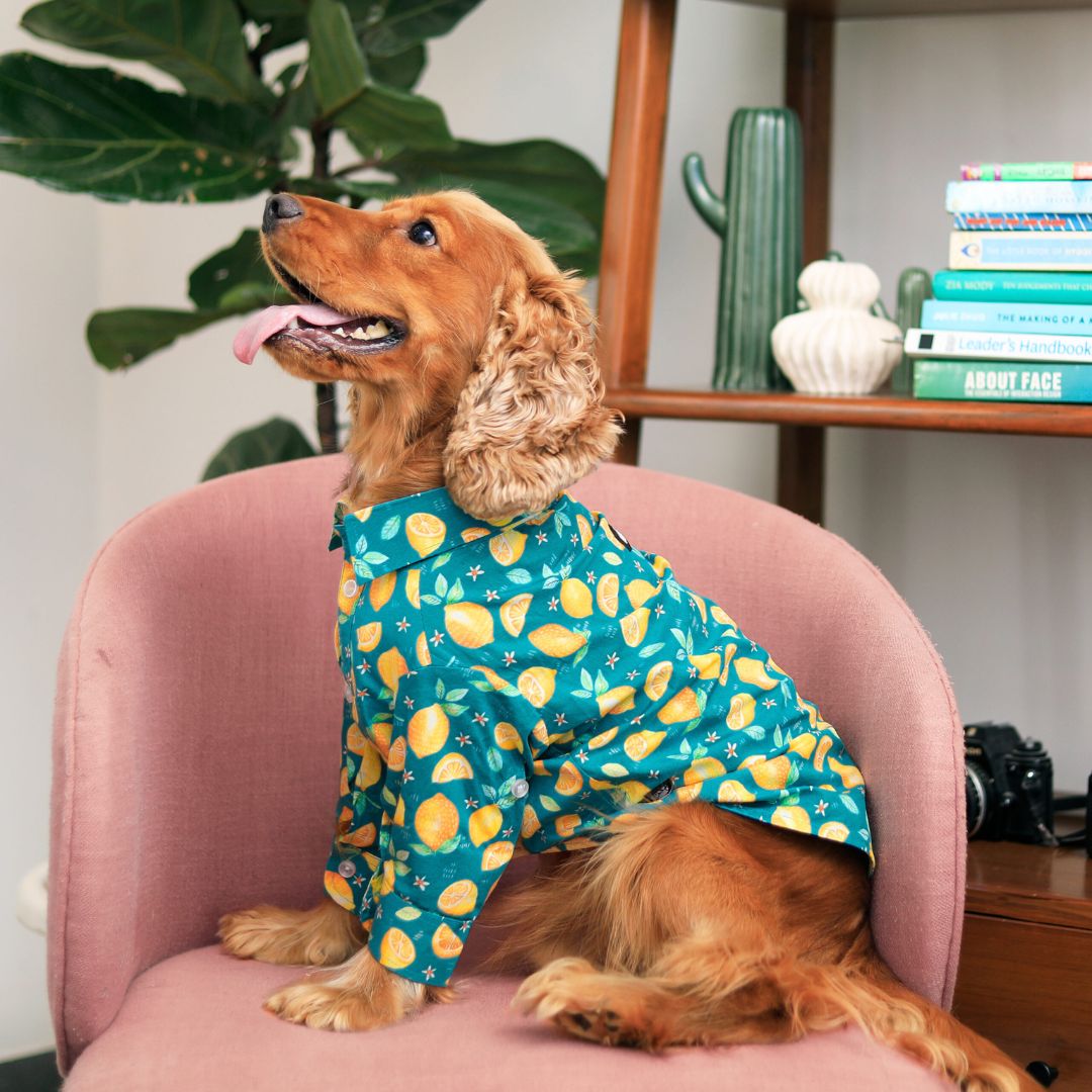 dog wear Autumn Dog Shirt-petsway