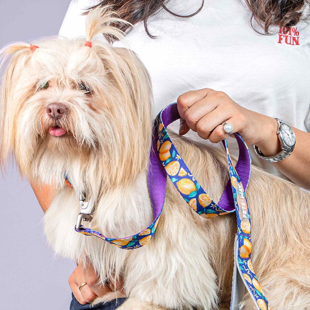 dog wear Autumn dog Leash-petsway