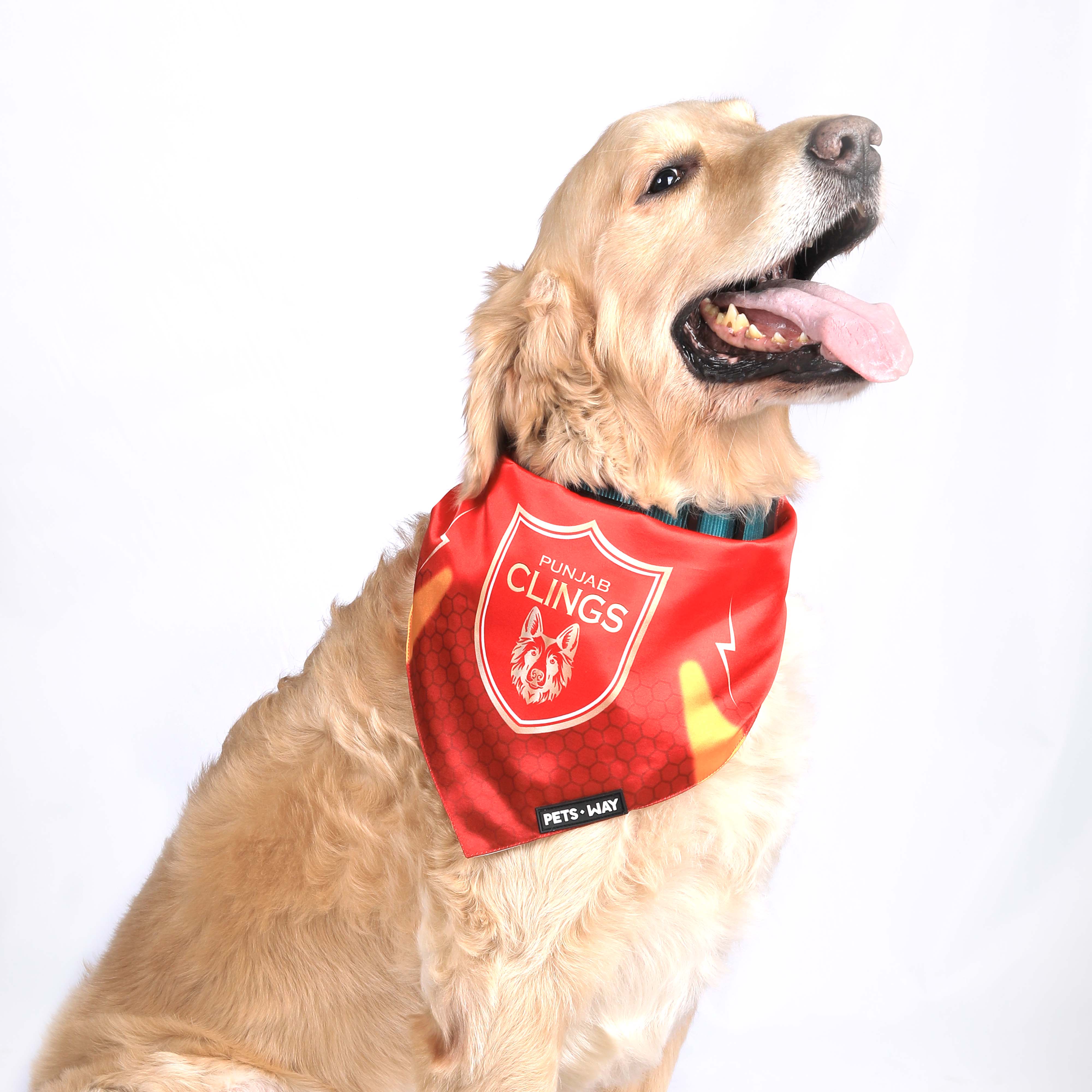 Punjab Kings Pet Bandana