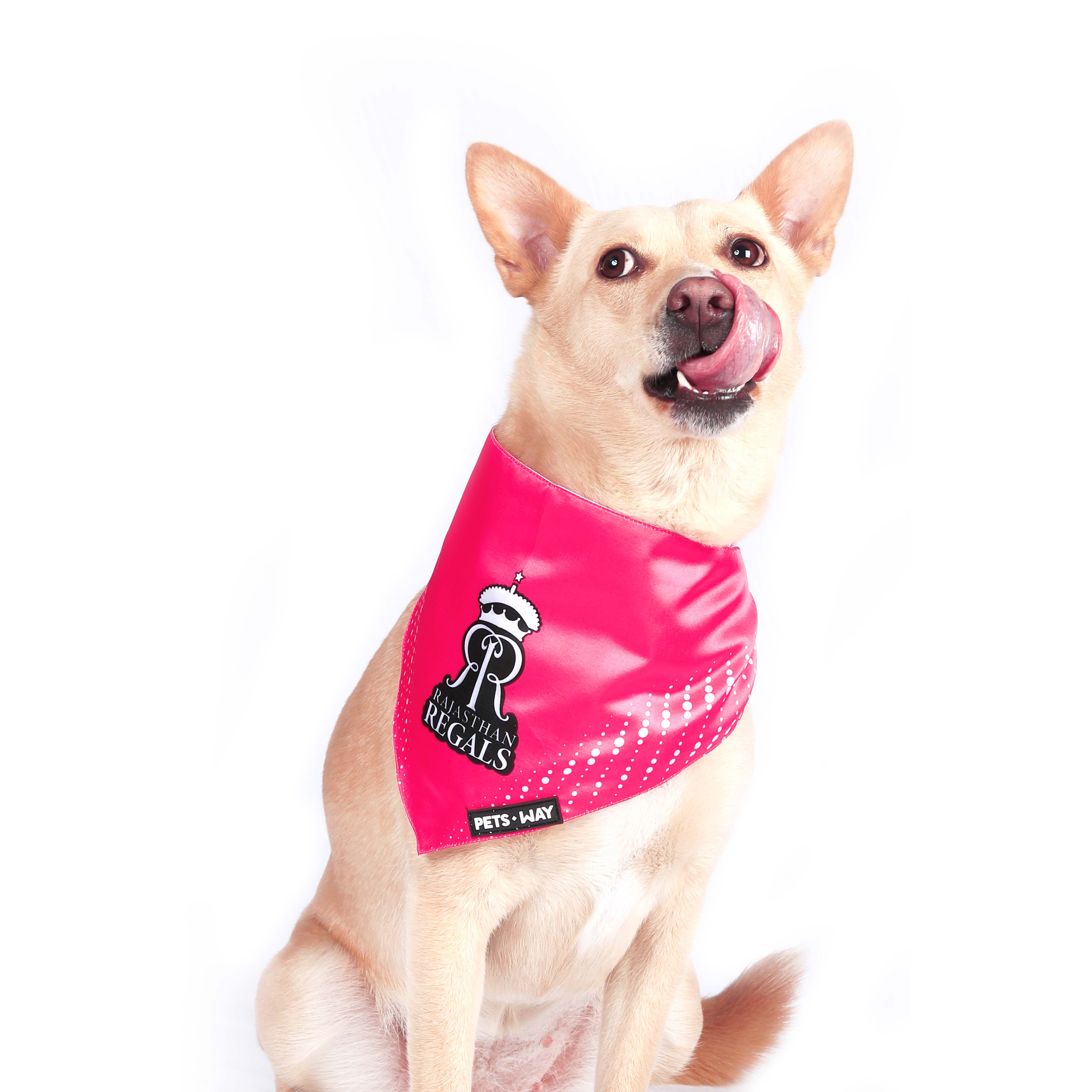 Rajasthan Royals Pet Bandana