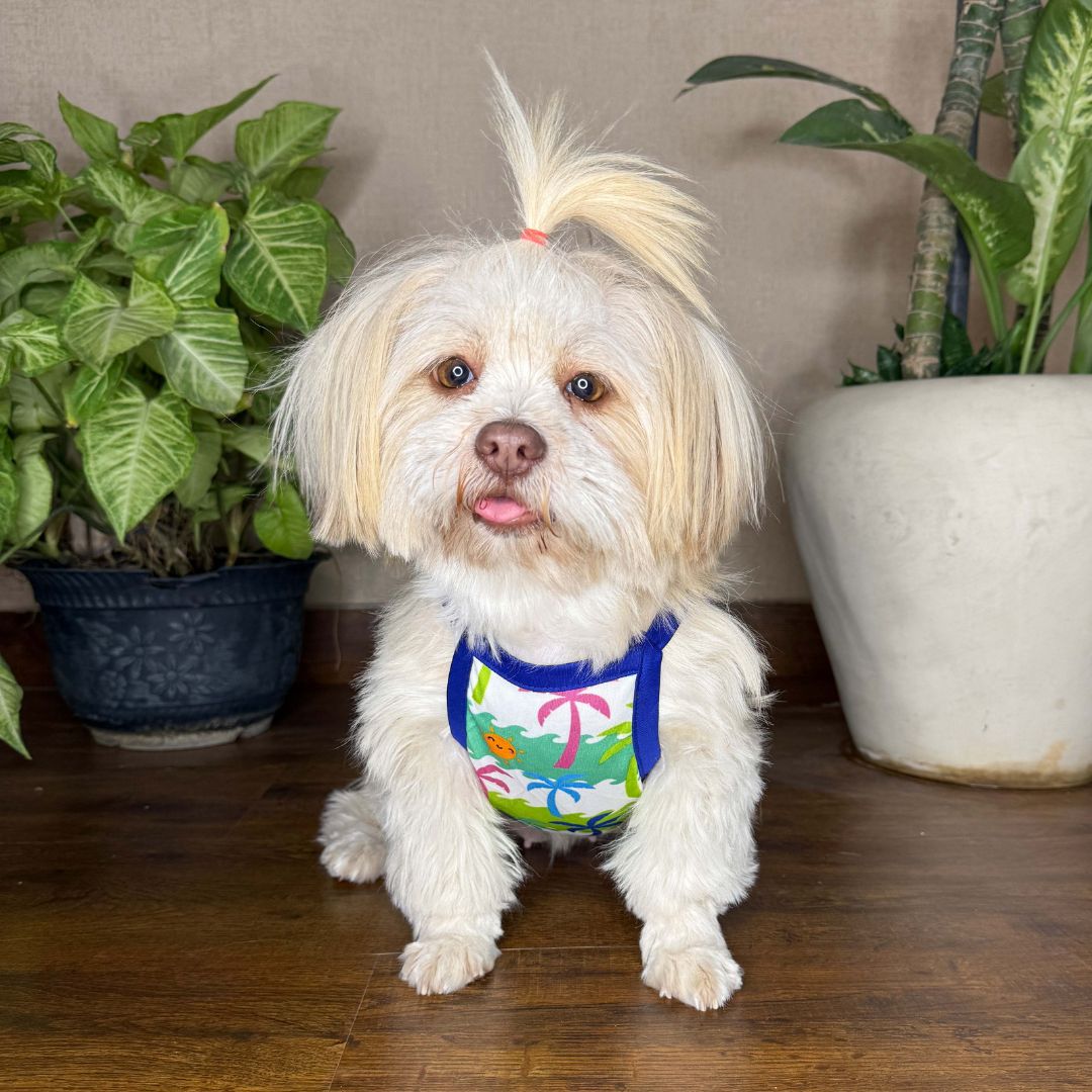 Stylish Dog beach vest