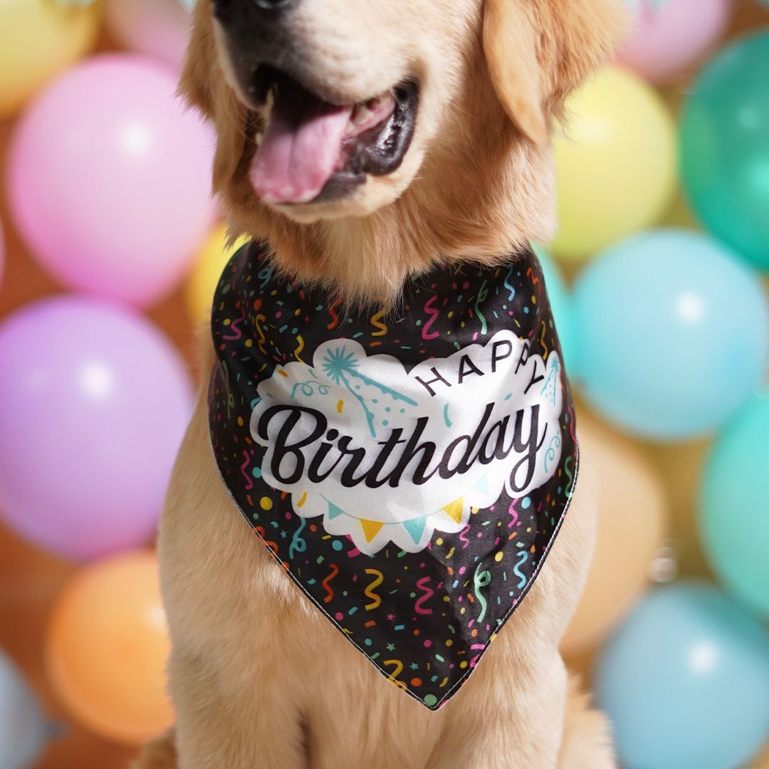 dog show Birthday Dog Bandana - Black-petsway