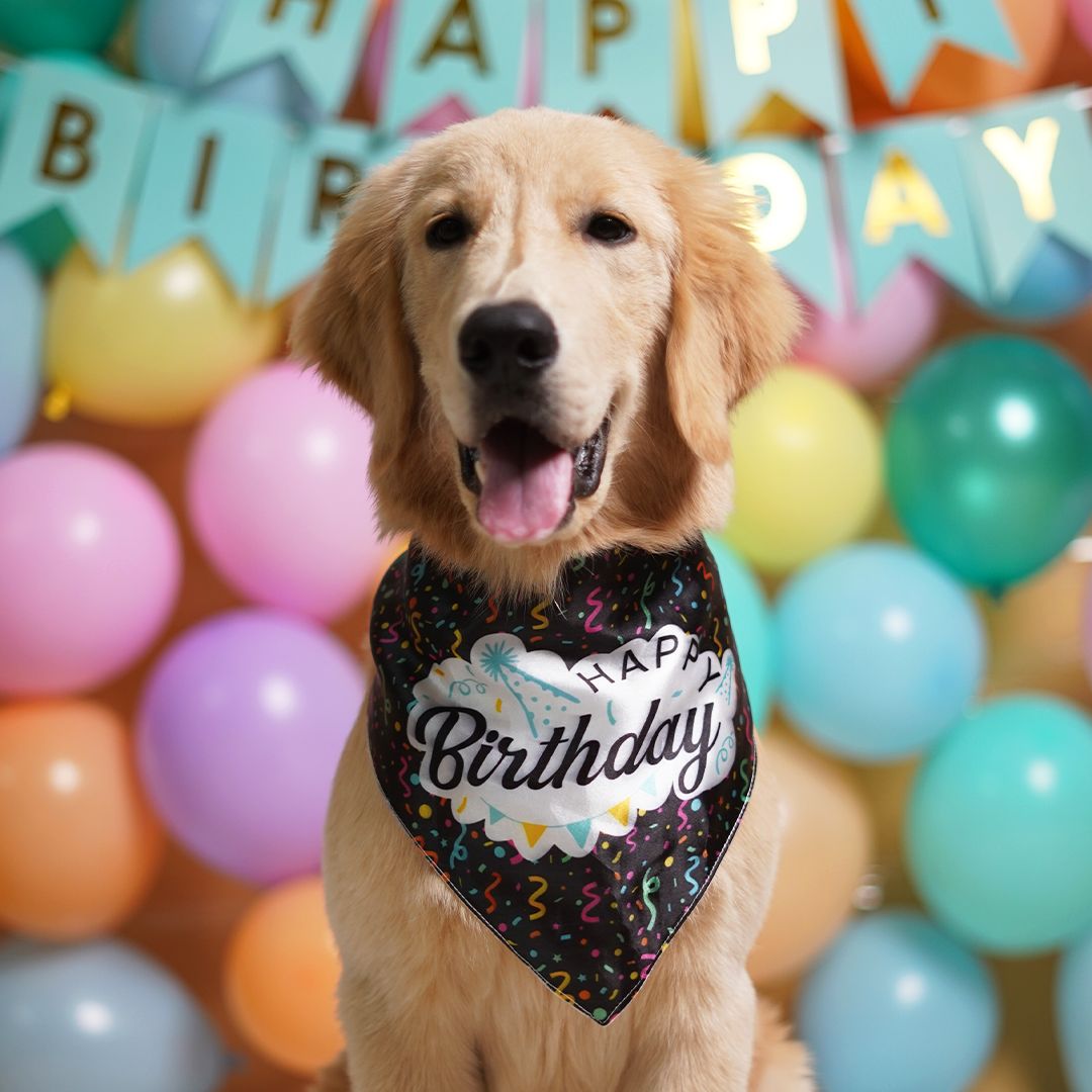 dog wear Birthday Dog Bandana - Black-petsway