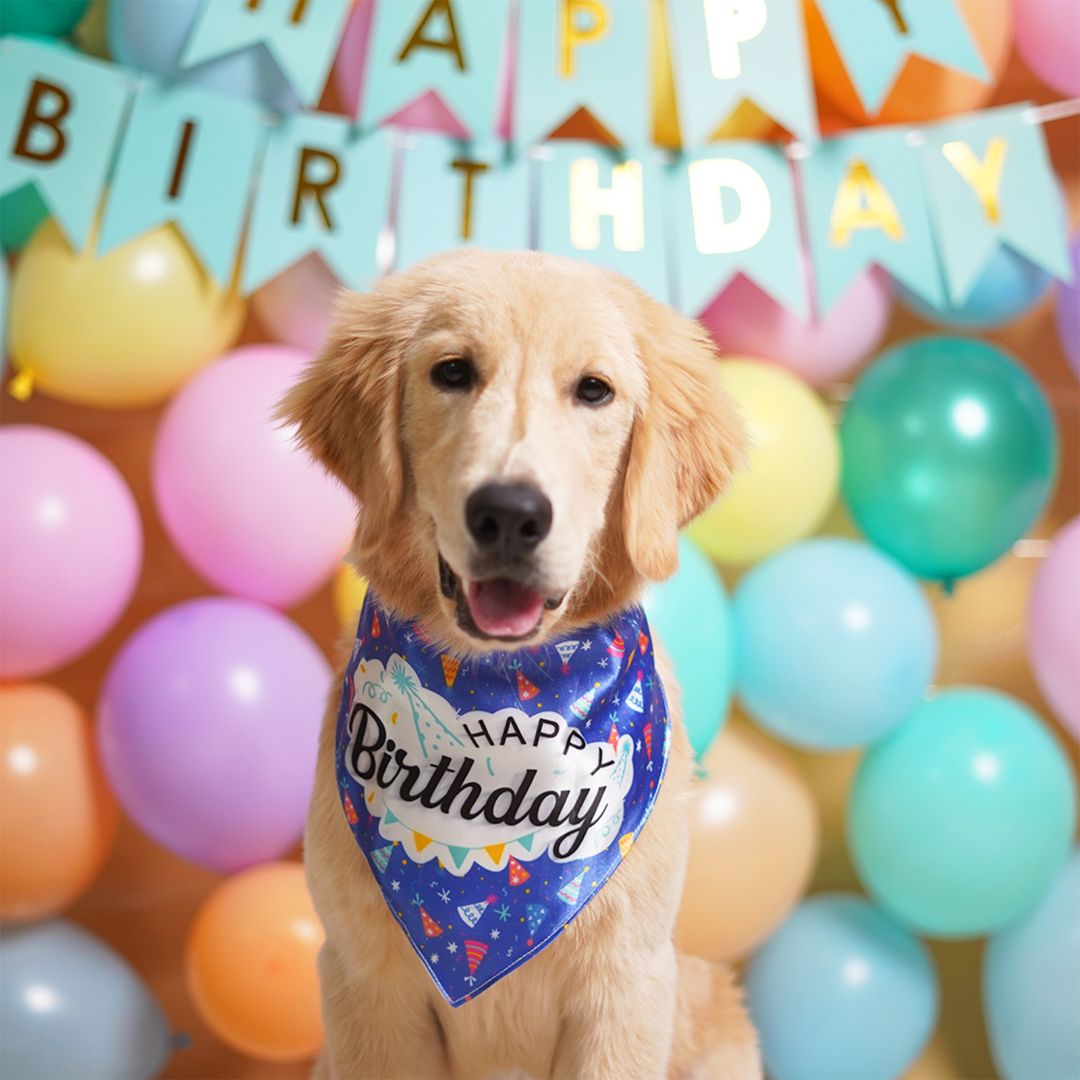 dog wear Birthday Dog Bandana—Blue-petsway