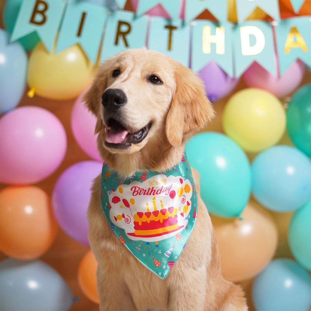 Dog Birthday Birthday Dog Bandana—Teal