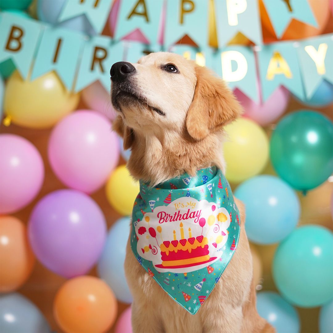 Dog Party of Birthday Dog Bandana—Teal