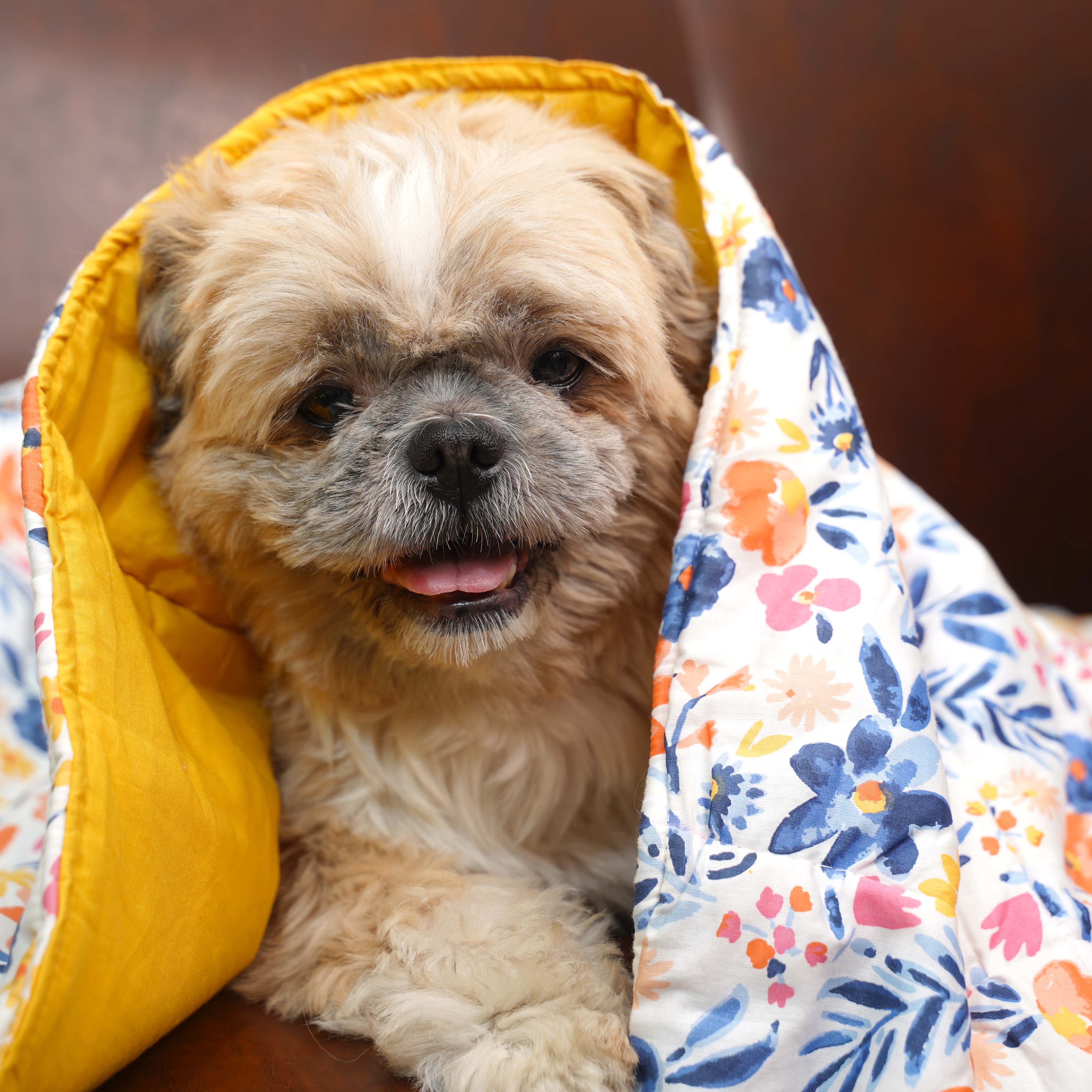 Sunshine Blanket – Cozy & Stylish All-Season Pet Blanket