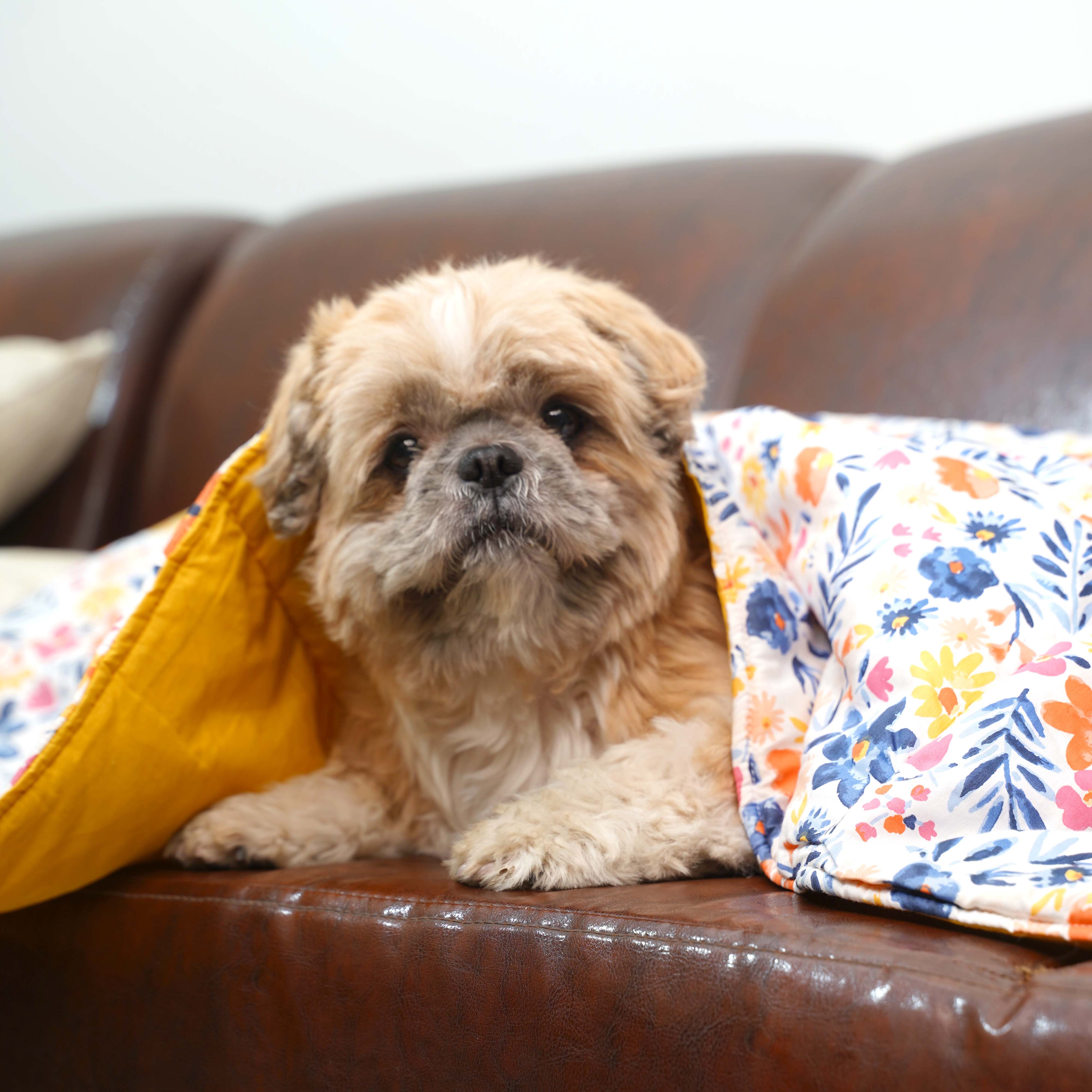 Sunshine Blanket – Cozy & Stylish All-Season Pet Blanket
